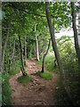 NT5633 : The Eildon Tree Path by Iain Lees