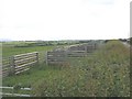 Modern sheepfold at Llyslew