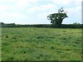 ST5509 : Countryside near Closworth by Nigel Mykura