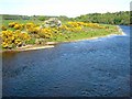 River Dee from Milltimber Bridge