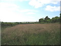 A hayfield near Tyddyn Drain