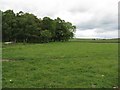 Pasture and small copse at Collielaw