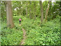 Sussex Border Path