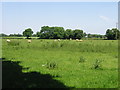 Sheep grazing near Swingfield Minnis