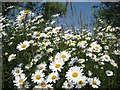 Daisies at Hollingbury Wild Park Nature Reserve