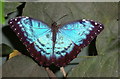 Blue Butterfly