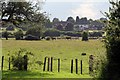 Cattle in the fields nr Retford