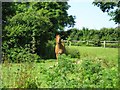 Horse in very nettley field