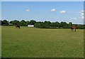 Horses in a field