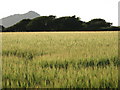 Barley Field, St David