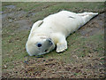 TF4299 : A young seal at Donna Nook by Peter Church