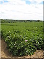 Potato field at Goonreve Farm