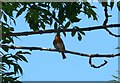 Robin in an ash tree