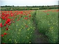 Footpath through oilseed rape field