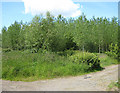 Young deciduous woodland