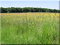 View across flower filled meadow to Wenderton Hoath