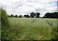 Wheat field near Playley Green