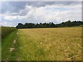 Barley and footpath near Pinkneys Green