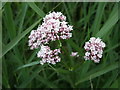 Marsh Valerian ( Valeriana dioica)