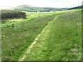 Path in new woodland plantation towards Seamab Hill