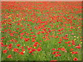 Field of poppies at Netherton