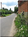 Wild flowers growing by the roadside