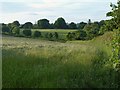 Meadow north of Bathpool