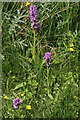 Southern Marsh Orchid