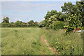 Footpath along the rape field