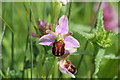 Bee Orchid