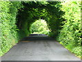 Tree lined road