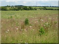 Farmland opposite Yessell Farm, Charlton