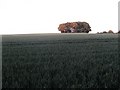 Cornfield and trees