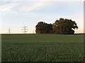 Cornfield and trees