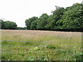 Looking across grass field towards Cobham