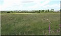 View across meadow land towards houses on the Trefdraeth road