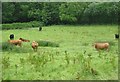SN3723 : Cows in front of a wood by Colin Bell