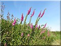 Foxgloves in hedgerow