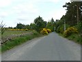 Gorse by the roadside