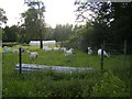 Goats at Old Edinbarnet