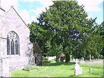 ST9917 : Yew Tree, Church of St Mary the Virgin, Sixpenny Handley by Maigheach-gheal