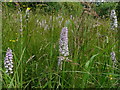 Wildflower meadow