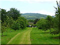 Orchard with a view