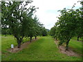 Cider orchards near Pontshill