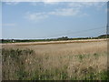 Bay head marsh