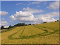 Barley, Cookham