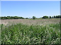 Looking N across the reed beds in the Newnham Valley