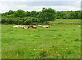 R2494 : Cows lying in wildflower Burren meadow by C Michael Hogan