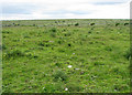 R2697 : Expansive wildflower Burren meadow by C Michael Hogan