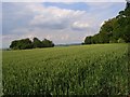 Farmland, Aldbourne